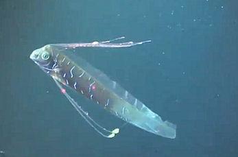 Video Reveals Bizarre Deep-Sea Oarfish