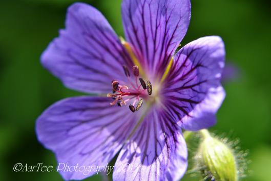Friday Flowers : Hardy Geraniums DSC_0169e