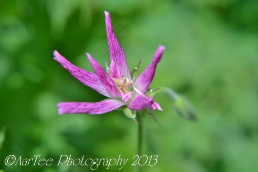 Friday Flowers : Hardy Geraniums DSC_0177e
