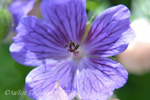 Friday Flowers : Hardy Geraniums DSC_0170e