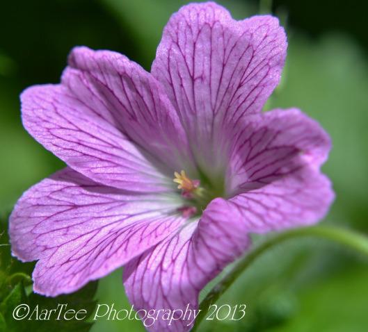 Friday Flowers : Hardy Geraniums DSC_0167e