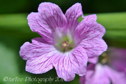 Friday Flowers : Hardy Geraniums DSC_0163e
