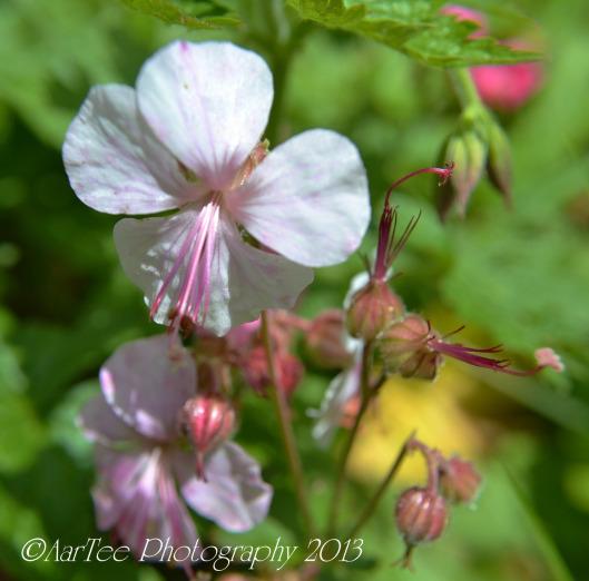 Friday Flowers : Hardy Geraniums DSC_0161e