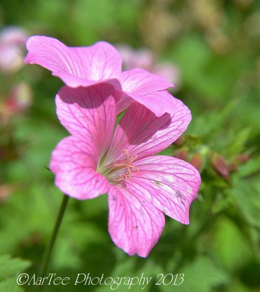 Friday Flowers : Hardy Geraniums DSC_0162e