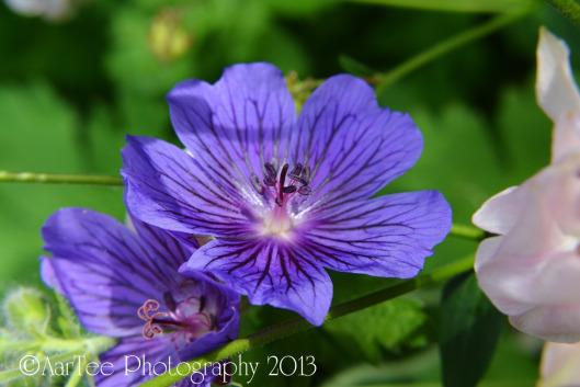 Friday Flowers : Hardy Geraniums DSC_0205e