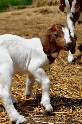 kid, goat, boer goat, baby animals, farm animals, fleur d'elise