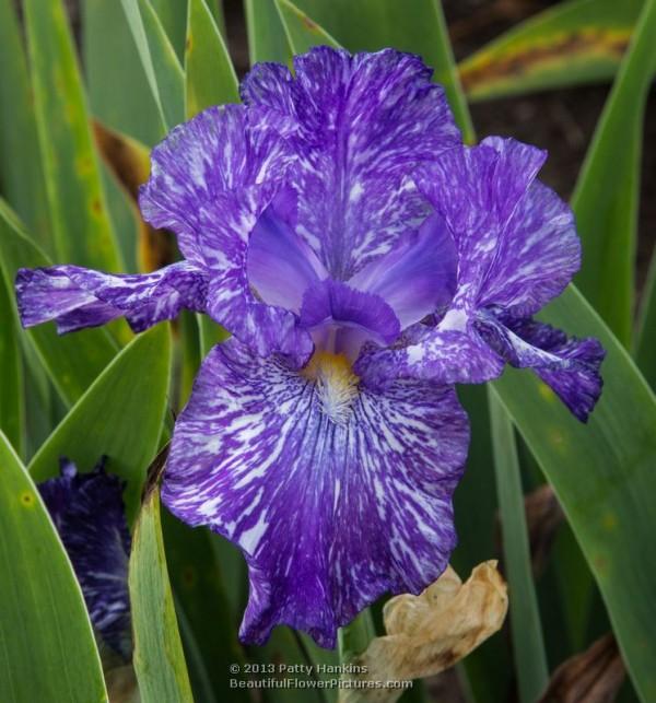 Purple Streaker Iris