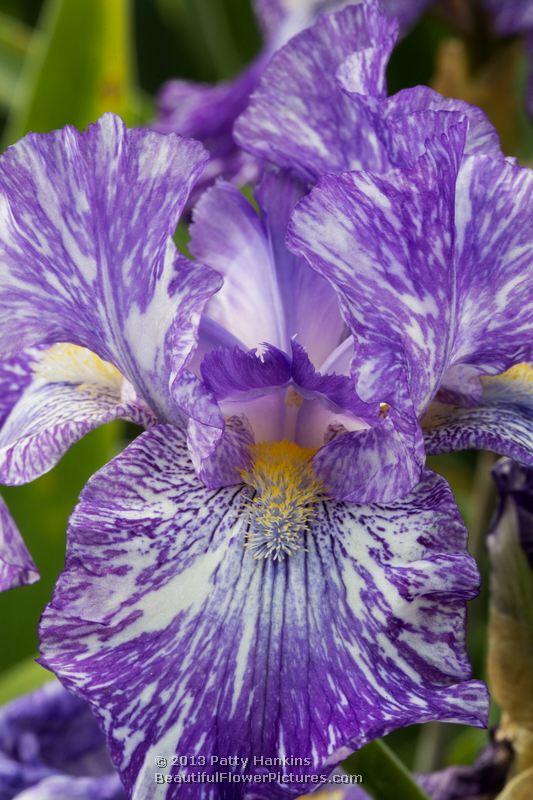Purple Streaker Iris 