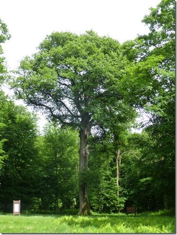 240 year old oak tree at the site of three menhirs near Saint-Nicolas-aux-Bois