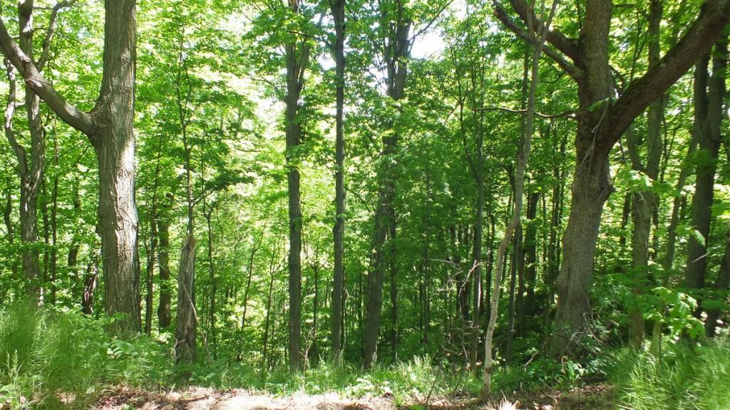 Eastern Towhee Sings its Heart Out – Forks of the Credit Provincial Park – Caledon forest at forks of the credit provincial park - caledon - ontario