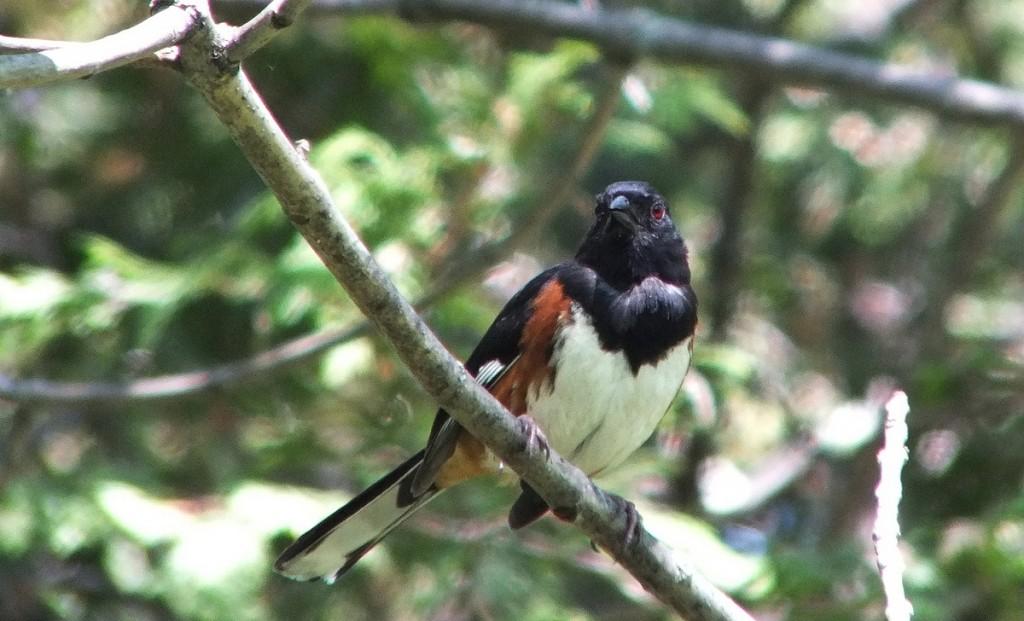 Eastern Towhee Sings its Heart Out – Forks of the Credit Provincial Park – Caledon eastern towhee gives me a look - trans canada trail - forks of the credit - caledon - ontario