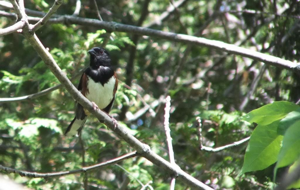 Eastern Towhee Sings its Heart Out – Forks of the Credit Provincial Park – Caledon eastern towhee - trans canada trail - forks of the credit - caledon - ontario