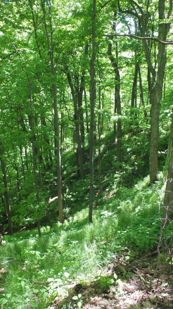 Eastern Towhee Sings its Heart Out – Forks of the Credit Provincial Park – Caledon forest of trees - forks of the credit provincial park - caledon - ontario