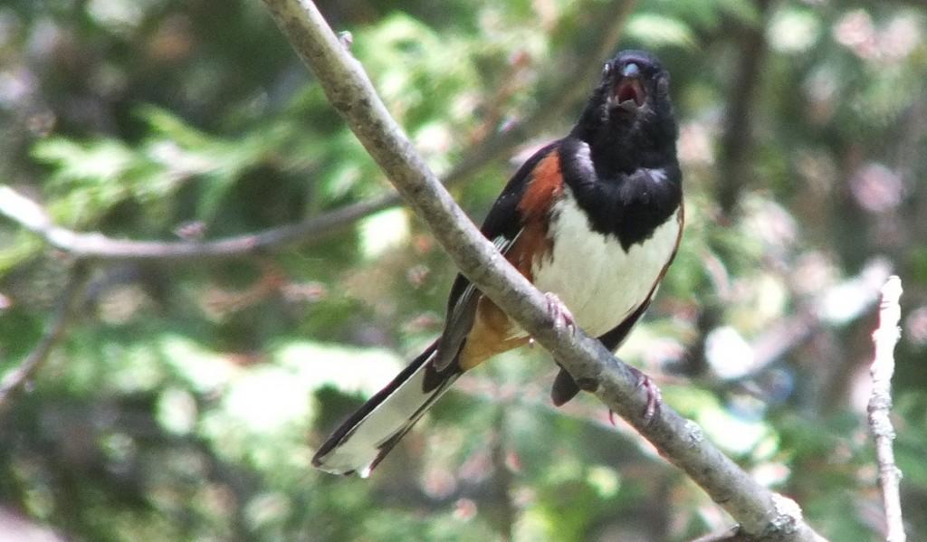 Eastern Towhee Sings its Heart Out – Forks of the Credit Provincial Park – Caledon eastern towhee sings - trans canada trail --- forks of the credit - caledon - ontario