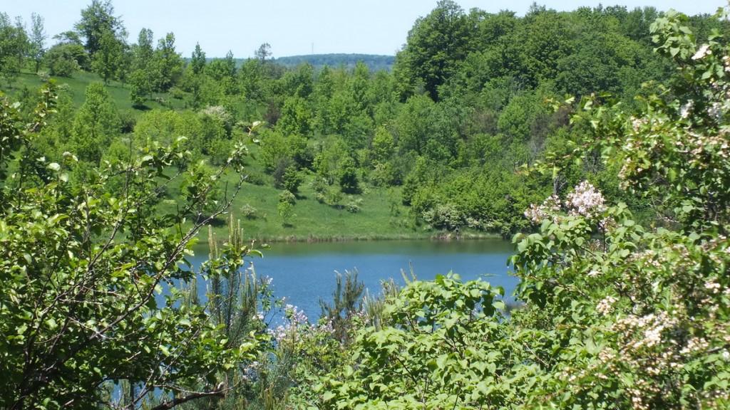 Eastern Towhee Sings its Heart Out – Forks of the Credit Provincial Park – Caledon green hillside above kettle lake - forks of the credit provincial park - ontario