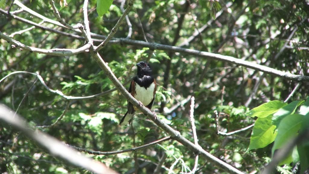 Eastern Towhee Sings its Heart Out – Forks of the Credit Provincial Park – Caledon eastern towhee sits on branch - trans canada trail - forks of the credit - caledon - ontario