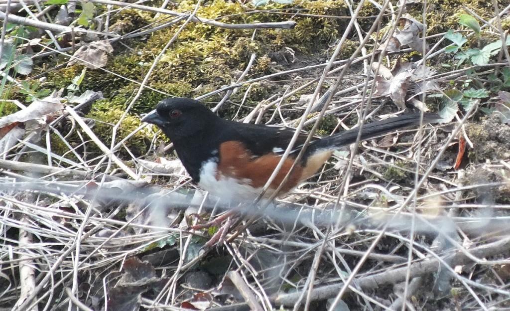 Eastern Towhee Sings its Heart Out – Forks of the Credit Provincial Park – Caledon eastern towhee - feet on ground - Beamer Memorial Conservation Area - Grimsby - Ontario