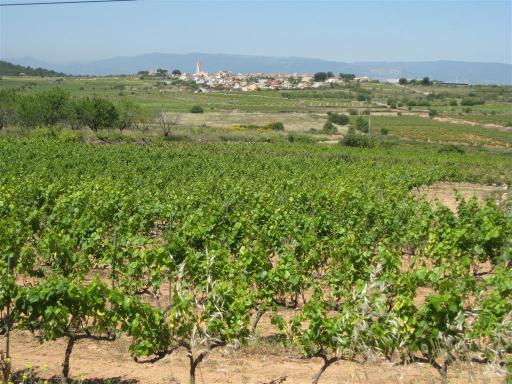 Rural Rodonya - wine, wine wine! 
