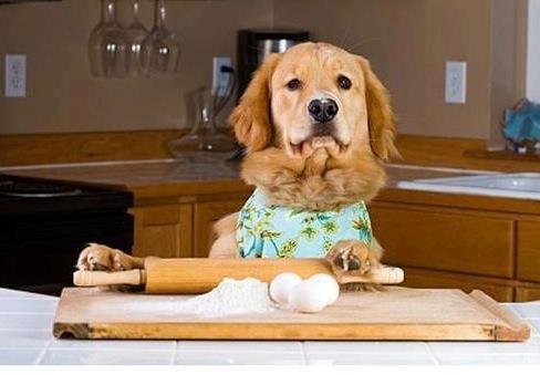 is your dog working today? dog bake
