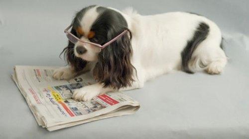 is your dog working today? healthy_goo_in_the_news