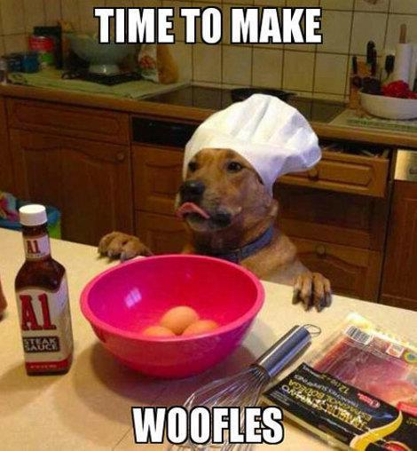 is your dog working today? 578333_498959840162700_912512139_n