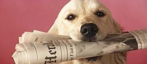 is your dog working today? 67922_510777768984565_1106094792_n