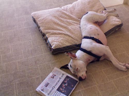 is your dog working today? Photo 603