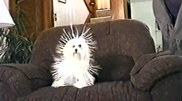 FUNNY VIDEO: DOG Gets a Hair-Raising Makeover!