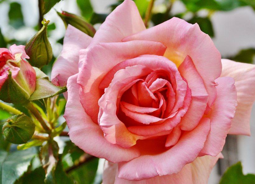 Roses, Roses, Roses DSC_0332e