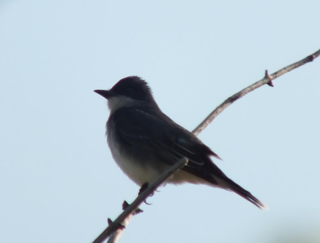 Eastern Kingbird in profile - Second Marsh - Oshawa - Ontario