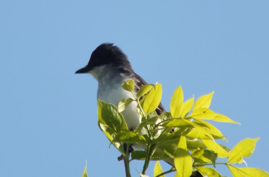 Eastern Kingbird enjoys the sun - Second Marsh - Oshawa - Ontario