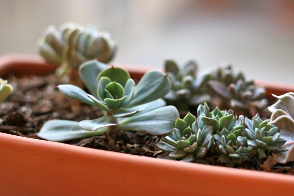 Nook-And-Sea-Blog-Succulents-Window-Box-Planter-Ceramic-Mix-Variety-Garden