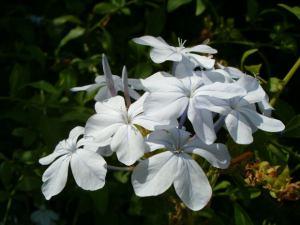 My Realistically Blown Mind ( My Reality Check ) file0001225333738