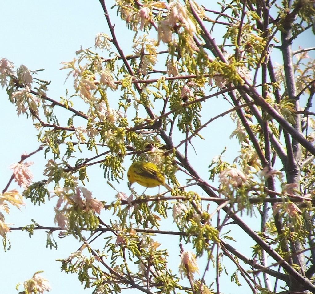 Yellow Warbler, male, in a tree - Second Marsh - Oshawa - Ontario