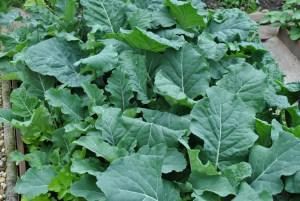 The brassica bed