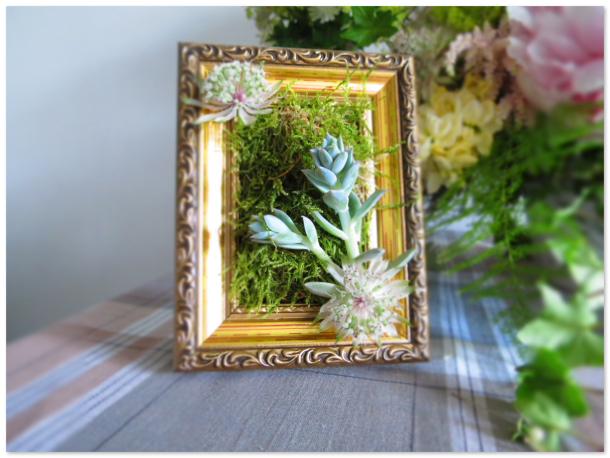 Frame with succulents
