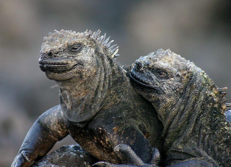 Marine Iguanas Primary Diet Consists Of Several Cells