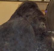 Eastern Lowland Gorilla Eastern Lowland Gorilla