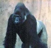 Eastern Lowland Gorilla Eastern Lowland Gorilla