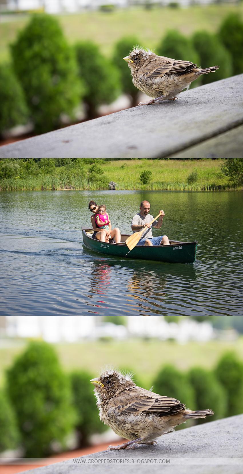 BABY BIRD and CANOE RIDE COLLAGE