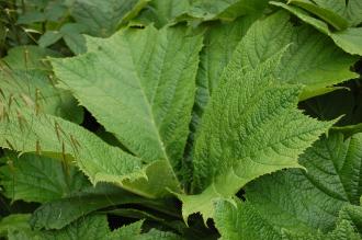 Rodgersia aesculifolia Leaf (23/06/2013, Kew Gardens, London) Rodgersia aesculifolia Leaf (23/06/2013, Kew Gardens, London)