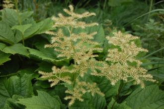Rodgersia aesculifolia Flower (23/06/2013, Kew Gardens, London) Rodgersia aesculifolia Flower (23/06/2013, Kew Gardens, London)