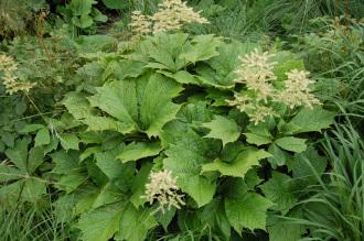 Rodgersia aesculifolia (23/06/2013, Kew Gardens, London) Rodgersia aesculifolia (23/06/2013, Kew Gardens, London)