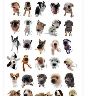 dog categories