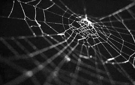 Spider Webs Lure Prey Using Electrostatic Attraction Spider Webs Lure Prey Using Electrostatic Attraction