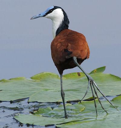 Jaçana - The Big Foot Of The Bird World Jaçana - The Big Foot Of The Bird World