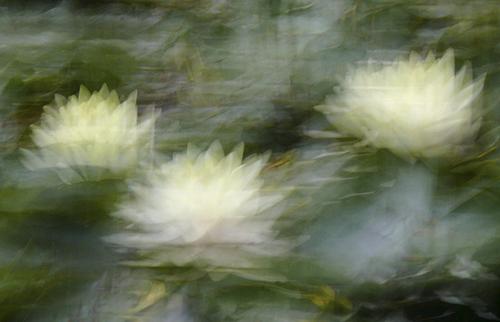 Lotus Blossoms © lynette sheppard