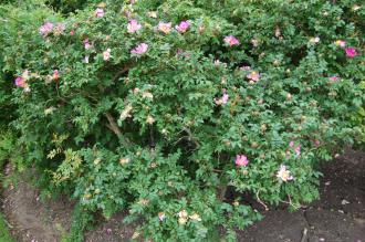 Rosa roxburghii (23/06/2013, Kew Gardens, London) Rosa roxburghii (23/06/2013, Kew Gardens, London)