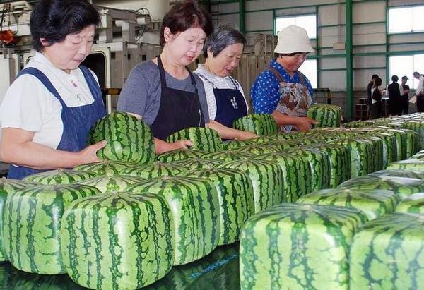 square-watermelon-japan