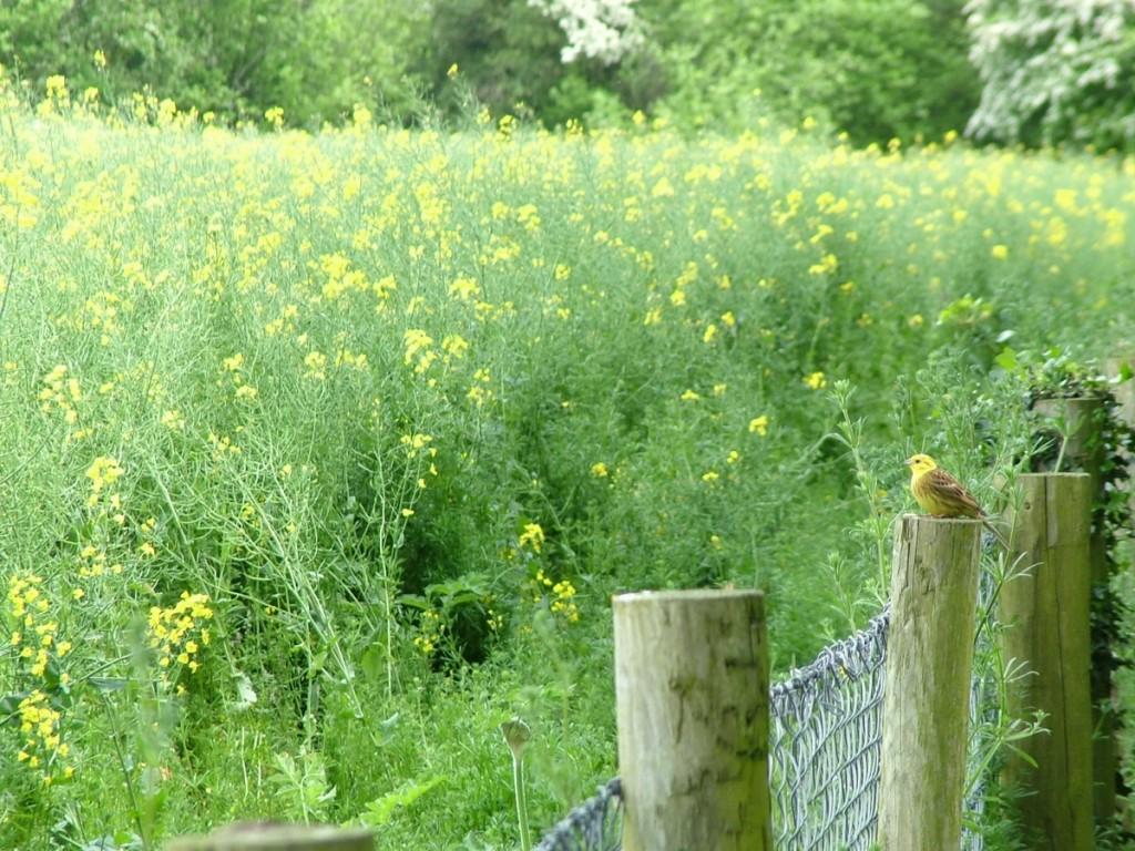 Our visit to the Neolithic Brownshill Portal Tomb in Ireland yellowhammer bird (emberiza citrinella) on fence - brownshill portal tomb - ireland